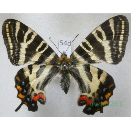 Luehdorfia japonica Leech, 1889 Japan54d